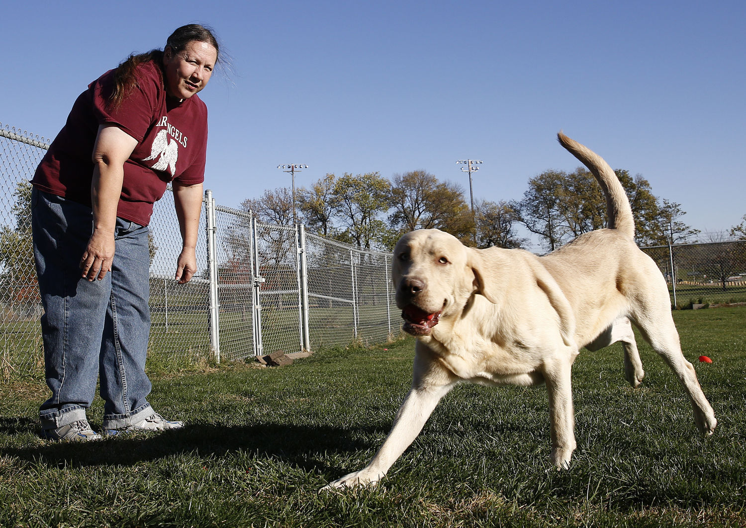 Hunting dog Sioux City Animal Adoption and Rescue Center